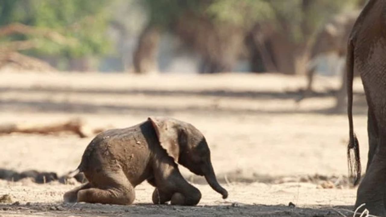 ಹೆಣ್ಣುಮರಿಗೆ ಜನ್ಮ ನೀಡಿದ ಧರ್ಮಸ್ಥಳದ ಆನೆ ಲಕ್ಷ್ಮೀ ಹೆಣ್ಣುಮರಿಗೆ ಜನ್ಮ ನೀಡಿದ ಧರ್ಮಸ್ಥಳದ ಆನೆ ಲಕ್ಷ್ಮೀ