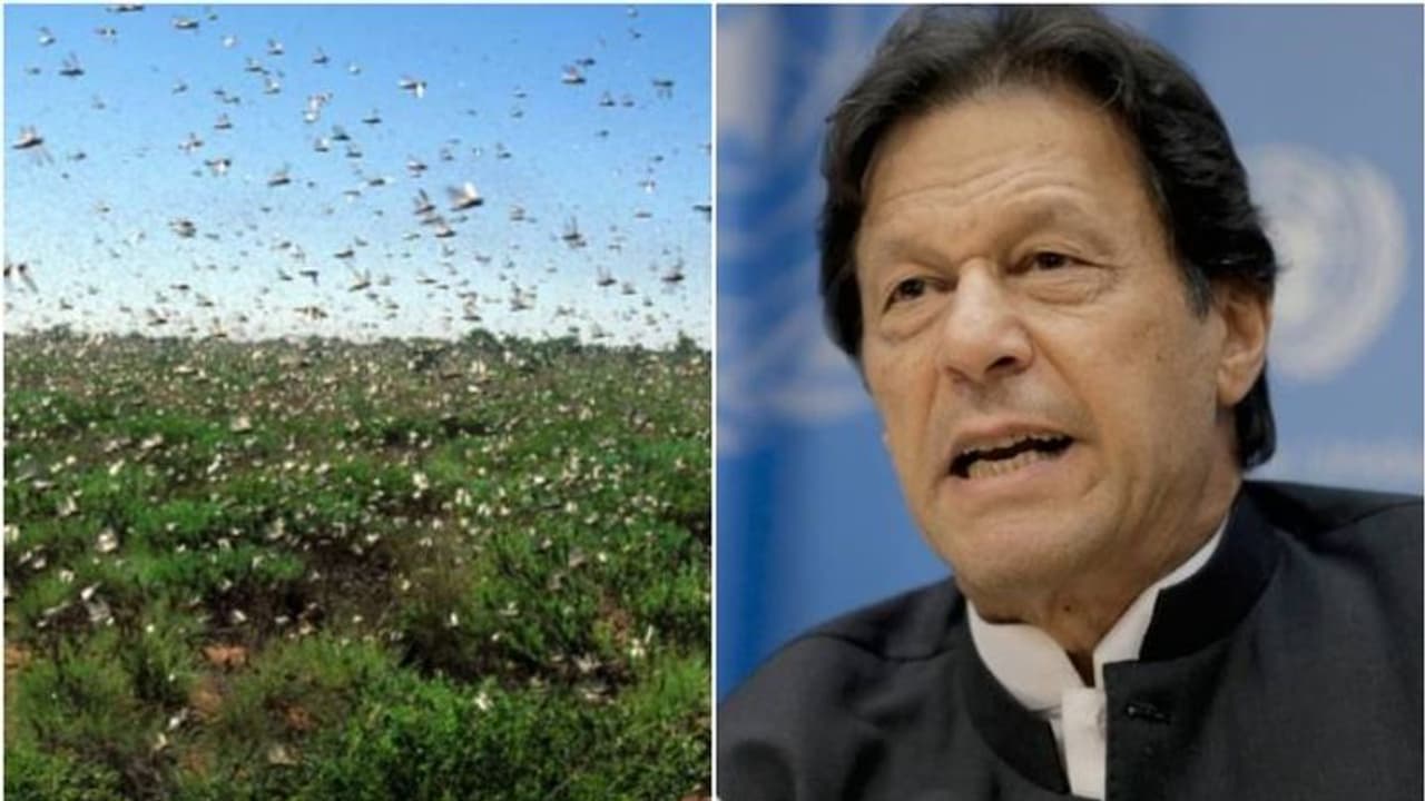 വെട്ടുകിളി ആക്രമണത്തെ തുടര്‍ന്ന് പാകിസ്ഥാനില്‍ അടിയന്തരാവസ്ഥ പ്രഖ്യാപിച്ചു