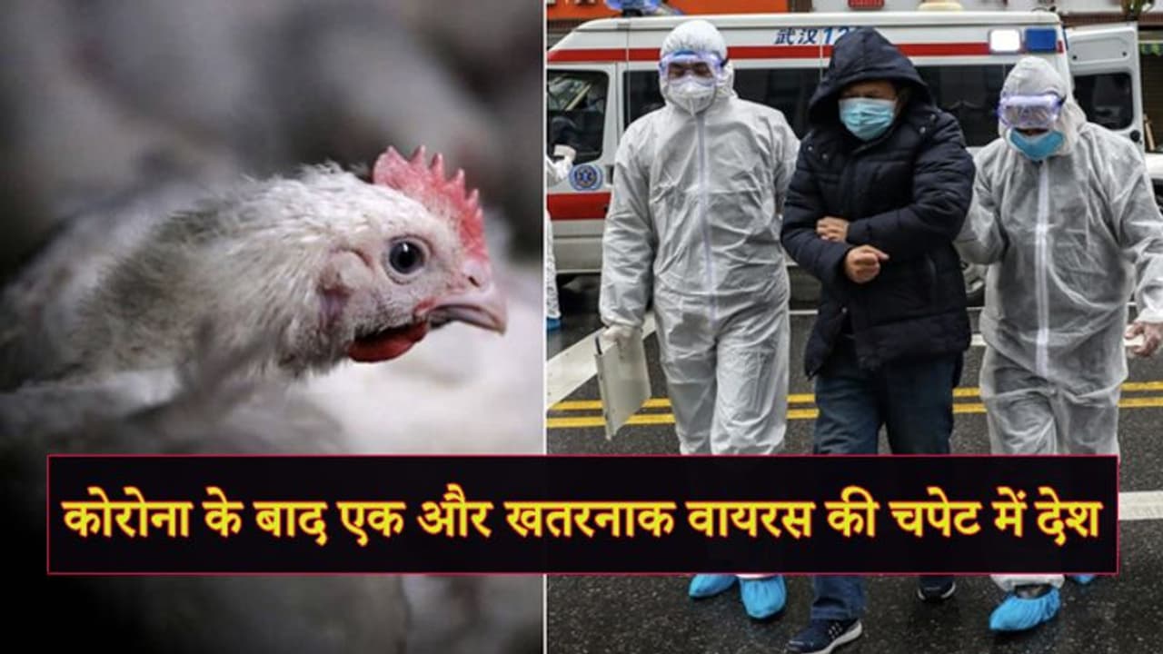 अब चिकन से फैल रहा एक और खतरनाक वायरस, साढ़े चार हजार मौतों के बाद सदमे में ये देश अब चिकन से फैल रहा एक और खतरनाक वायरस, साढ़े चार हजार मौतों के बाद सदमे में ये देश