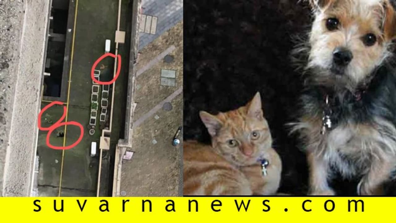 ಕೊರೋನಾ ಭೀತಿ: ಮೂಕ ಪ್ರಾಣಿಗಳನ್ನು ಬೀದಿಗೆಸೆಯುತ್ತಿದ್ದಾರೆ ಜನ!