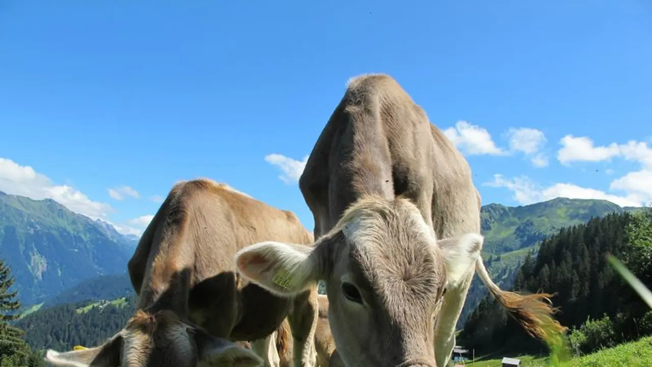 9 highest milk producing cow breeds for your dairy business