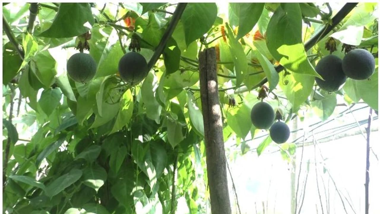 വട്ടവടയില് ഇനി പാഷന്ഫ്രൂട്ടും വിളയും; മാതൃകാ കൃഷി തോട്ടവുമായി കൃഷി വിജ്ഞാന കേന്ദ്രം വട്ടവടയില് ഇനി പാഷന്ഫ്രൂട്ടും വിളയും; മാതൃകാ കൃഷി തോട്ടവുമായി കൃഷി വിജ്ഞാന കേന്ദ്രം