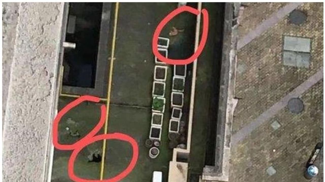 കൊറോണ ഭീതി; ചൈനയിൽ വളർത്തുമൃഗങ്ങളെ കെട്ടിടത്തിന് മുകളിൽ നിന്ന് എറിഞ്ഞു കൊല്ലുന്നതായി റിപ്പോർട്ട് കൊറോണ ഭീതി; ചൈനയിൽ വളർത്തുമൃഗങ്ങളെ കെട്ടിടത്തിന് മുകളിൽ നിന്ന് എറിഞ്ഞു കൊല്ലുന്നതായി റിപ്പോർട്ട്