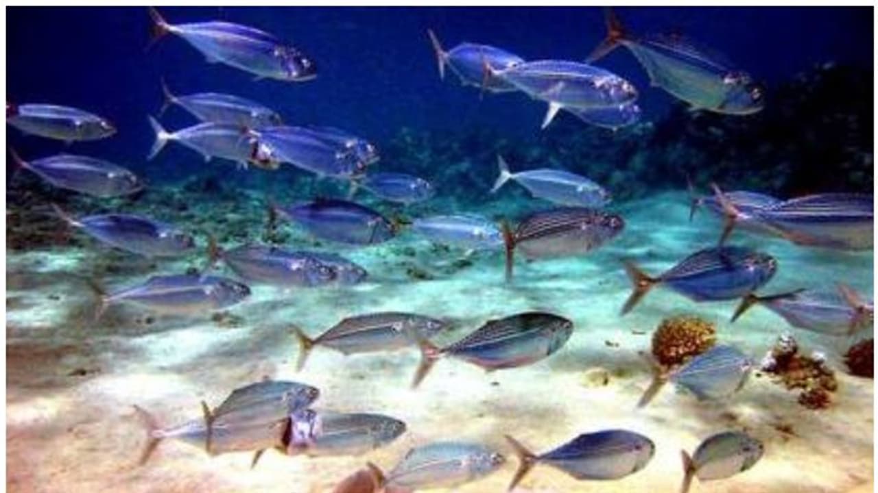 കടലാഴങ്ങളിലെ വിസ്മയ കാഴ്ചകള്‍ അറിയാം; സിഎംഎഫ്ആര്‍ഐ അവസരമൊരുക്കുന്നു