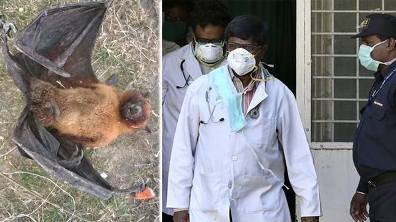 कोरोना वायरस की ऐसी दहशत, शख्स ने इस पक्षी को डंडे से पीट पीटकर मारा डाला कोरोना वायरस की ऐसी दहशत, शख्स ने इस पक्षी को डंडे से पीट पीटकर मारा डाला