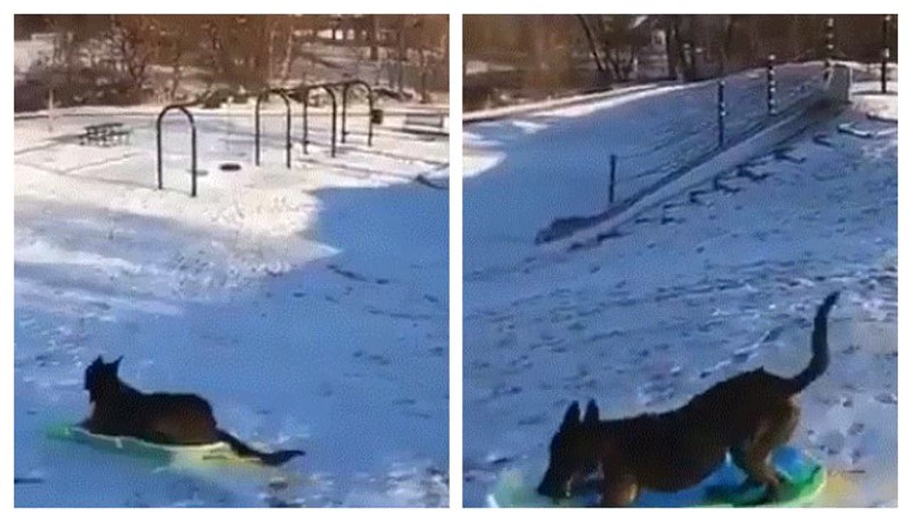 বরফের মাঝে একাই স্লেজ করছে কুকুর, সারমেয়র বুদ্ধিতে মাত নেট দুনিয়া, ভাইরাল হল ভিডিও