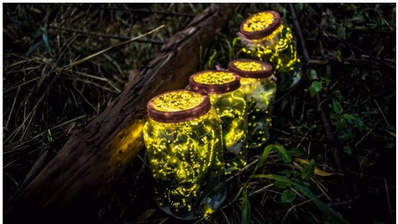 ലോകത്ത് മിന്നാമിനുങ്ങുകളും ഇല്ലാതാവുന്നോ? എന്താണ് പുതിയ പഠനം പറയുന്നത്?