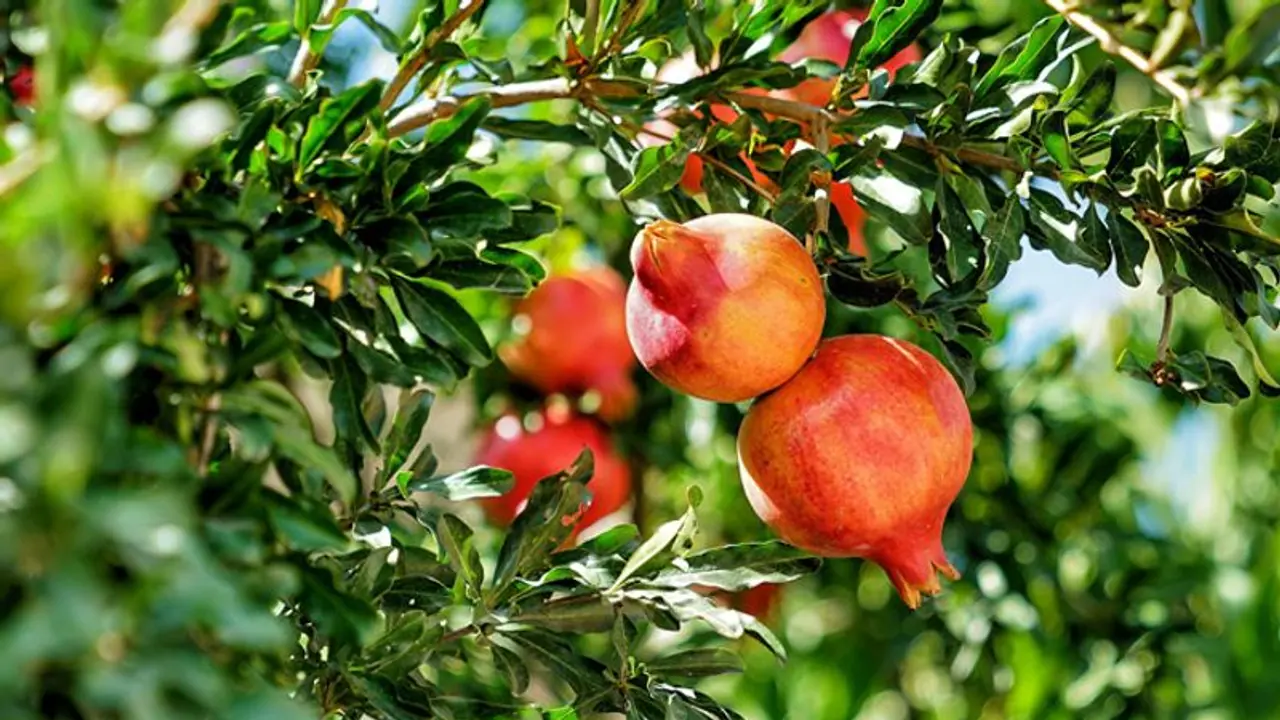 దారుణం : అనంతపురంలో 25 ఎకరాల దానిమ్మ తోటకు నిప్పు పెట్టిన దుండగులు.. రూ. 75లక్షల ఆస్తి నష్టం.. దారుణం : అనంతపురంలో 25 ఎకరాల దానిమ్మ తోటకు నిప్పు పెట్టిన దుండగులు.. రూ. 75లక్షల ఆస్తి నష్టం..