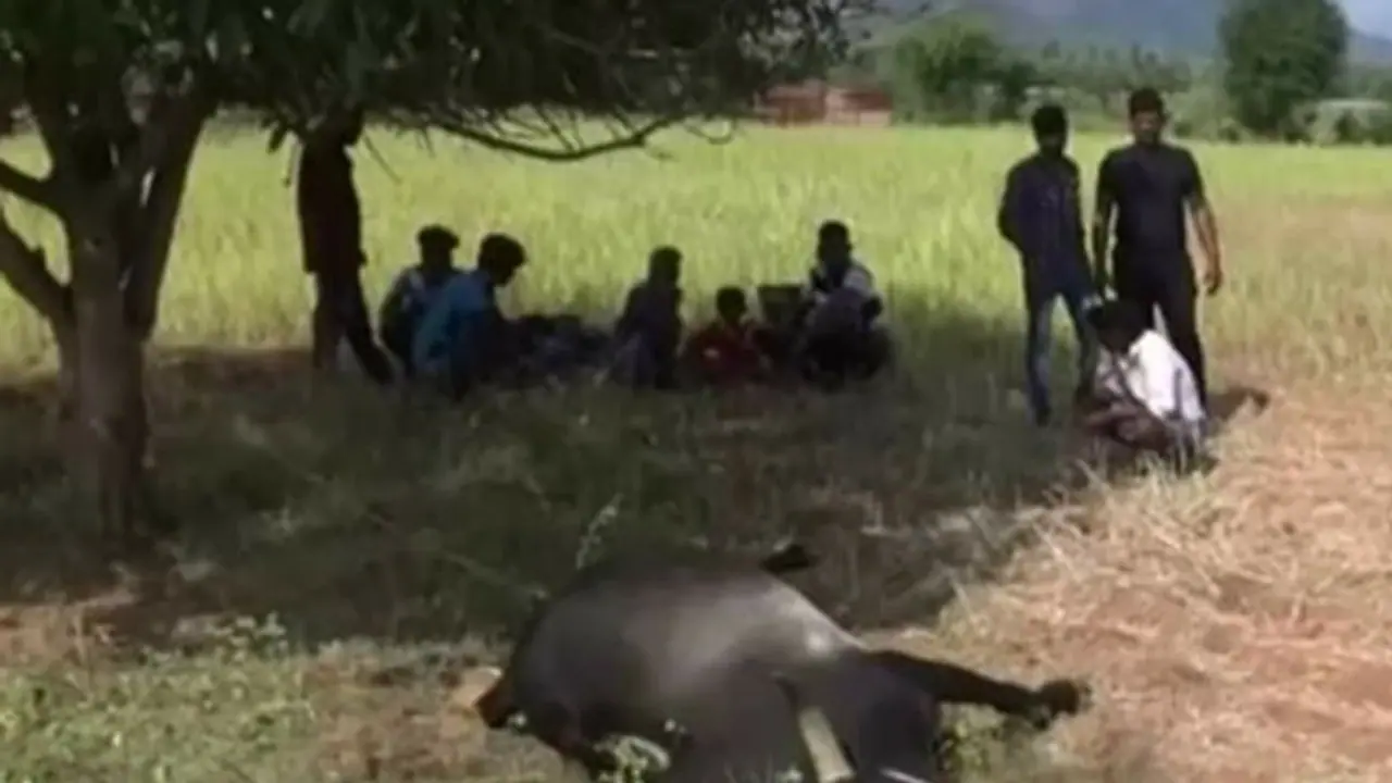 அலங்காநல்லூரை அதிர வைத்த ஜல்லிக்கட்டு காளை..! மர்ம மரணத்தால் அதிர்ச்சியில் கிராமம்..!