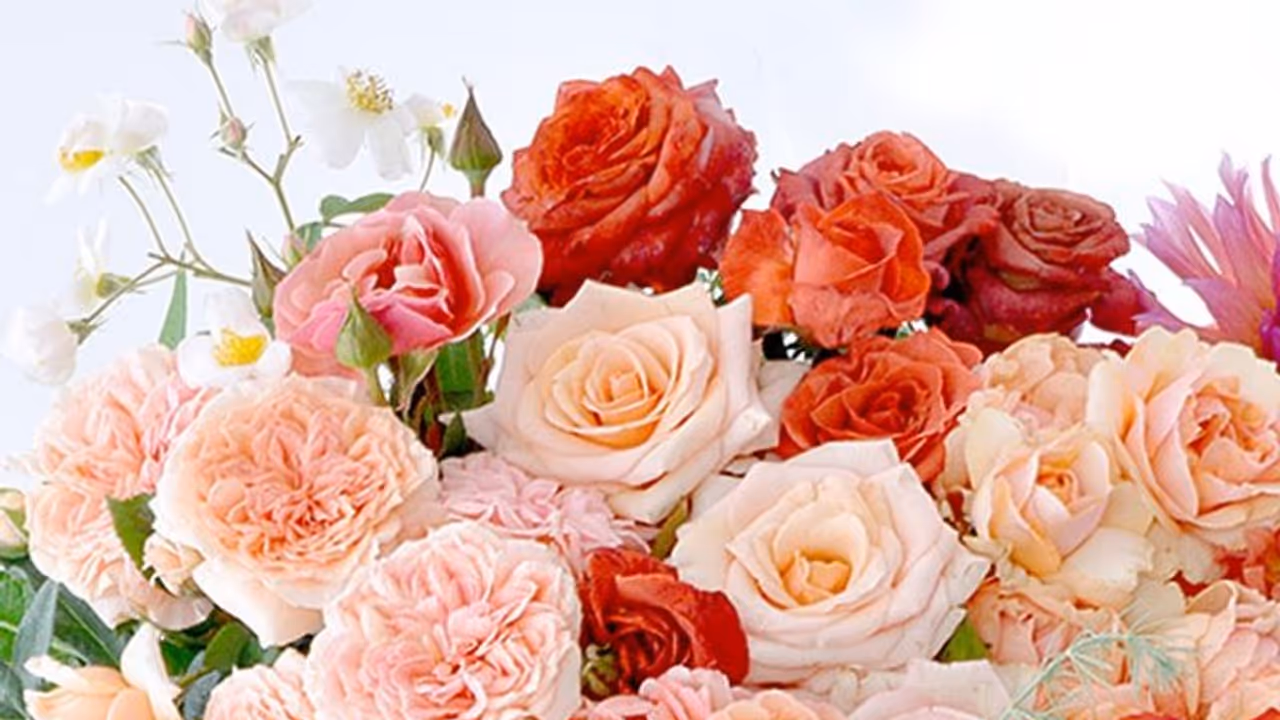 वेलेन्टाइन डे पर अलग अलग रंग के गुलाब गिफ्ट करने का जानें क्या होता है मतलब वेलेन्टाइन डे पर अलग अलग रंग के गुलाब गिफ्ट करने का जानें क्या होता है मतलब