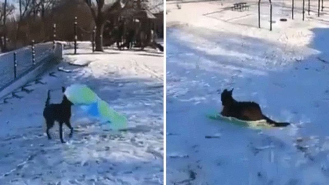 వైరల్ వీడీయో: మంచులో ఇస్మార్ట్ డాగ్ రైడ్.. హీరో ఫిదా! వైరల్ వీడీయో: మంచులో ఇస్మార్ట్ డాగ్ రైడ్.. హీరో ఫిదా!