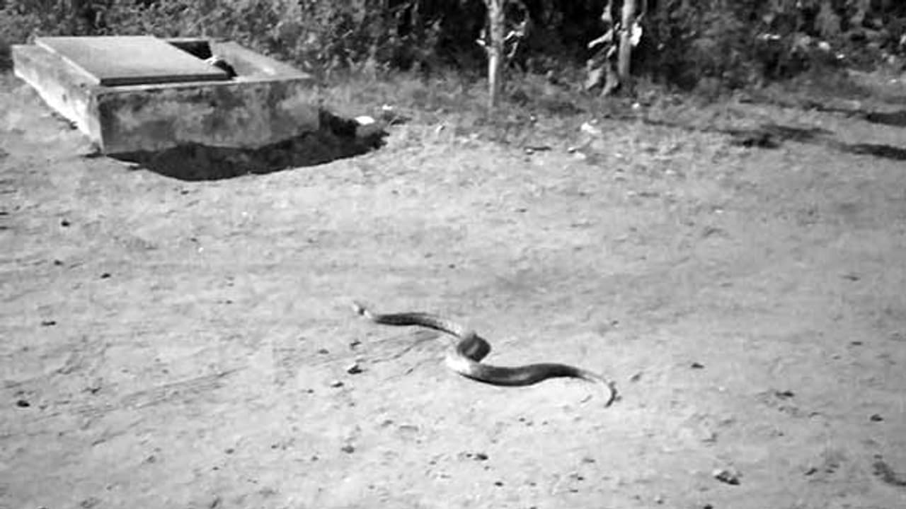 காவல் நிலையத்தில் புகுந்த மலைப்பாம்பு..! அலறியடித்து ஓடிய போலீசார்..! காவல் நிலையத்தில் புகுந்த மலைப்பாம்பு..! அலறியடித்து ஓடிய போலீசார்..!