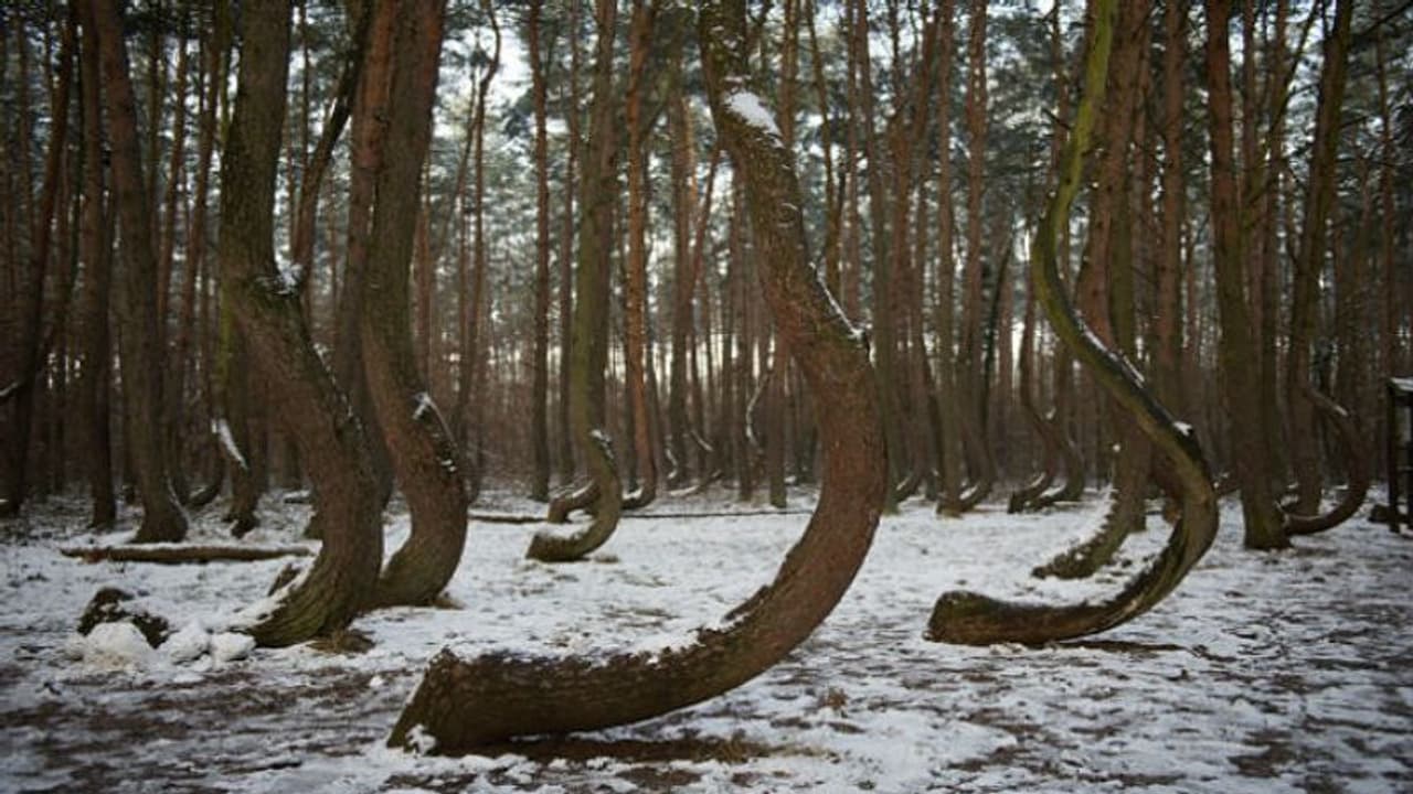 পোল্যান্ডের এক বিস্ময়কর জঙ্গল, যেখানে ৯০ ডিগ্রি বেঁকে রয়েছে সব গাছ