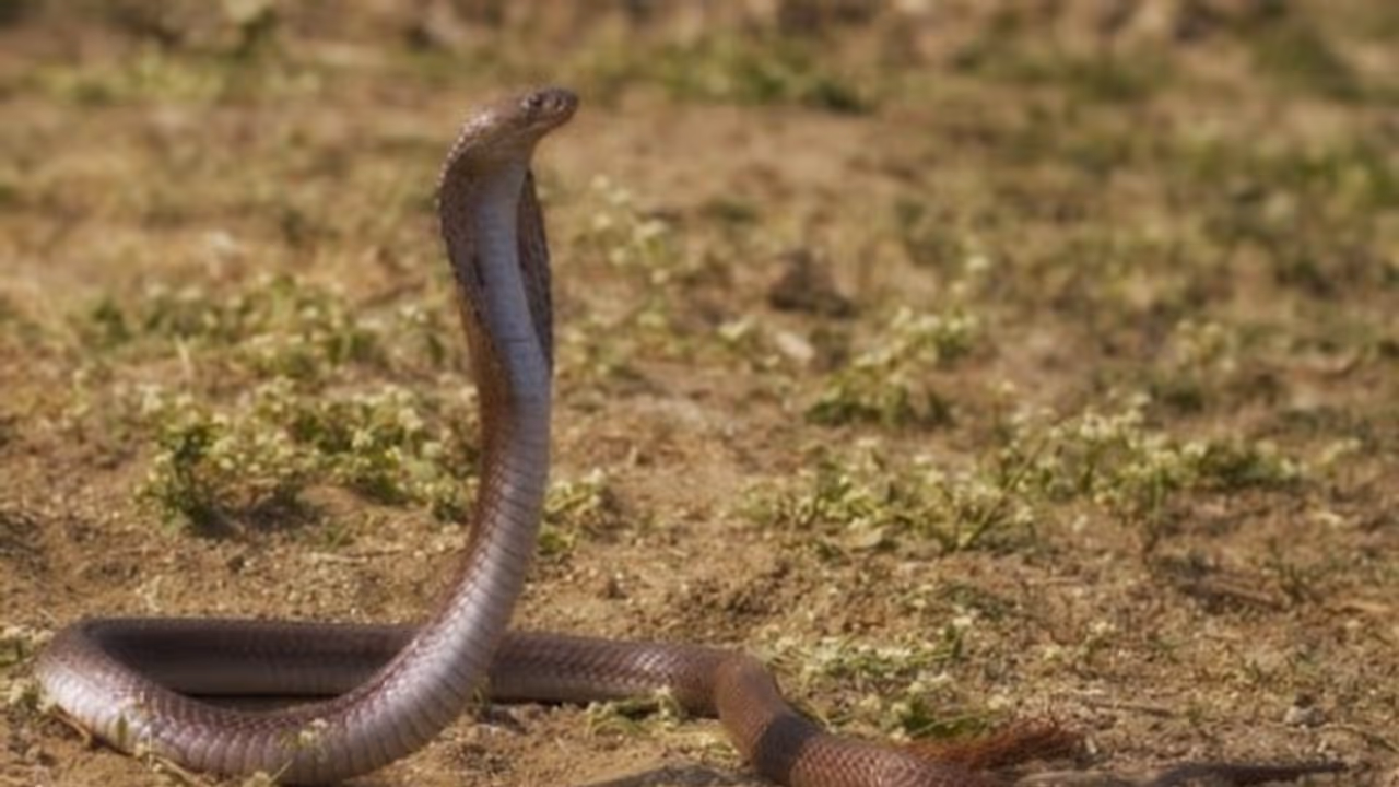 അലക്കുന്നതിനിടെ കല്ലിനിടയിൽ വീണ സോപ്പ് എടുക്കാൻ ശ്രമം; പാമ്പുകടിയേറ്റ് വീട്ടമ്മയ്ക്ക് ദാരുണാന്ത്യം അലക്കുന്നതിനിടെ കല്ലിനിടയിൽ വീണ സോപ്പ് എടുക്കാൻ ശ്രമം; പാമ്പുകടിയേറ്റ് വീട്ടമ്മയ്ക്ക് ദാരുണാന്ത്യം