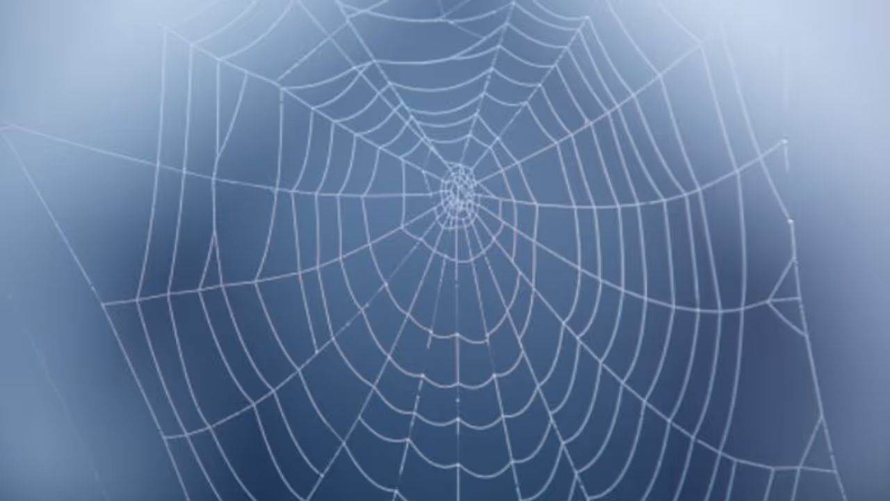 বাধা বিপত্তি আর্থিক সমস্যা লেগেই রয়েছে, ঘরে মাকড়সার জাল থাকলে তা দূর করুন বাধা বিপত্তি আর্থিক সমস্যা লেগেই রয়েছে, ঘরে মাকড়সার জাল থাকলে তা দূর করুন