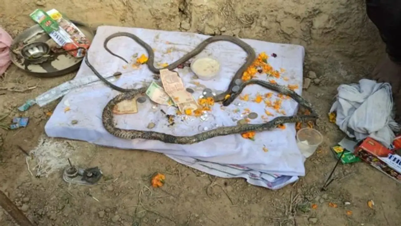 यहां हो रही मर चुके नाग नागिन की पूजा, 4 दिन तक इस जगह बैठे बैठे नागिन ने तोड़ दिया दम यहां हो रही मर चुके नाग नागिन की पूजा, 4 दिन तक इस जगह बैठे बैठे नागिन ने तोड़ दिया दम