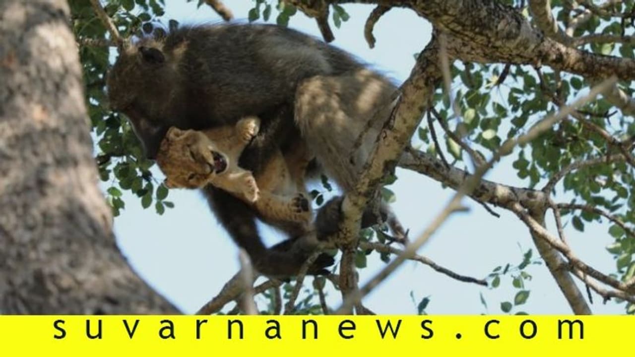 ಸಿಂಹದ ಮರಿ ಹೊತ್ತೊಯ್ದ ಲಂಗೂರ್, ಮರದಿಂದ ಮರಕ್ಕೆ ಜಿಗಿದು ಕಿತಾಪತಿ! ಸಿಂಹದ ಮರಿ ಹೊತ್ತೊಯ್ದ ಲಂಗೂರ್, ಮರದಿಂದ ಮರಕ್ಕೆ ಜಿಗಿದು ಕಿತಾಪತಿ!