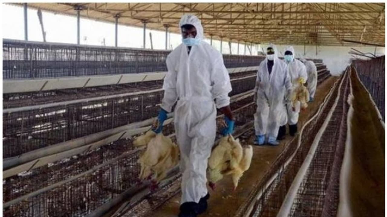 చైనాలో కలకలం: మనిషికి సోకిన బర్డ్ఫ్లూ చైనాలో కలకలం: మనిషికి సోకిన బర్డ్ఫ్లూ