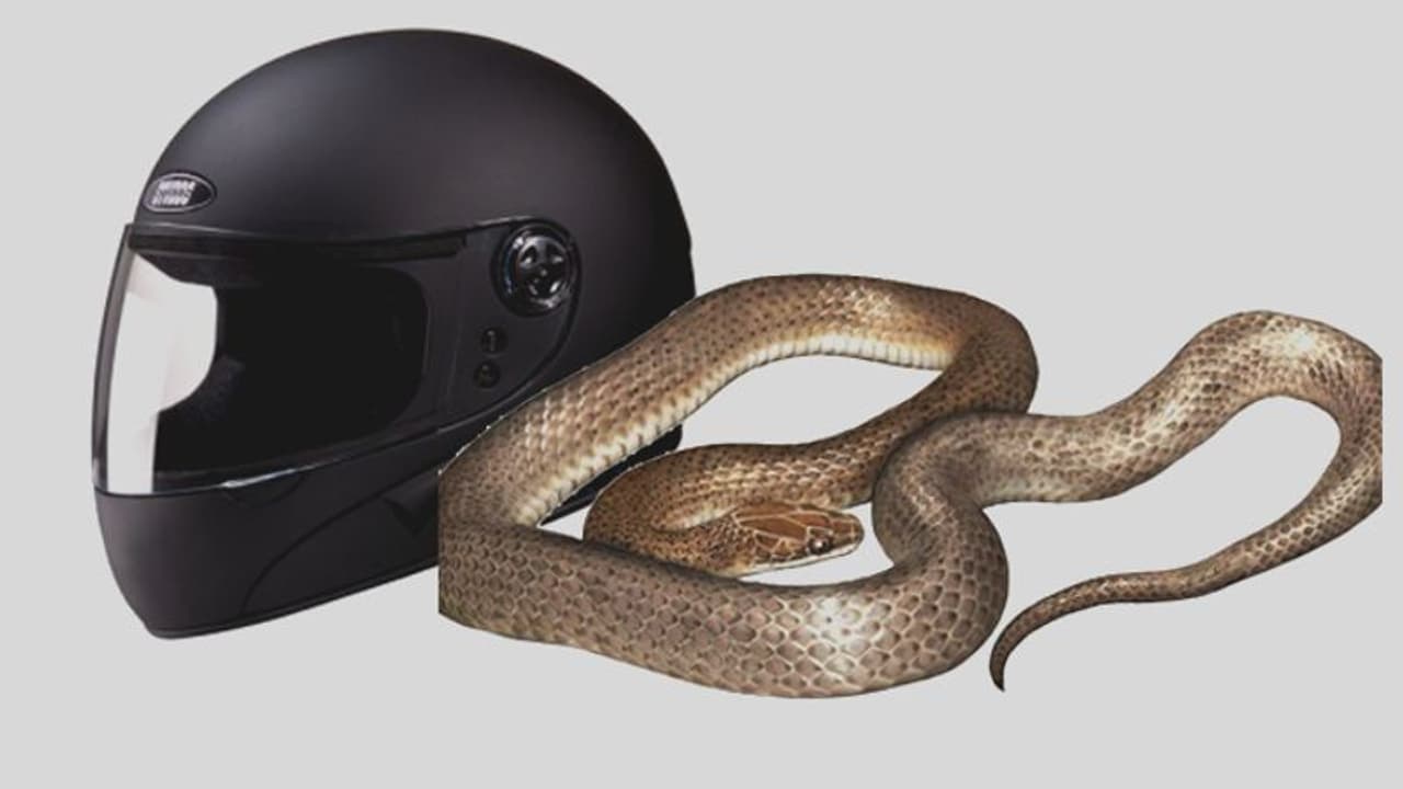 ഹെൽമറ്റില്‍ വിഷപ്പാമ്പുള്ളതറിയാതെ അധ്യാപകൻ ബൈക്കോടിച്ചത് 11 കിലോമീറ്റര്‍!