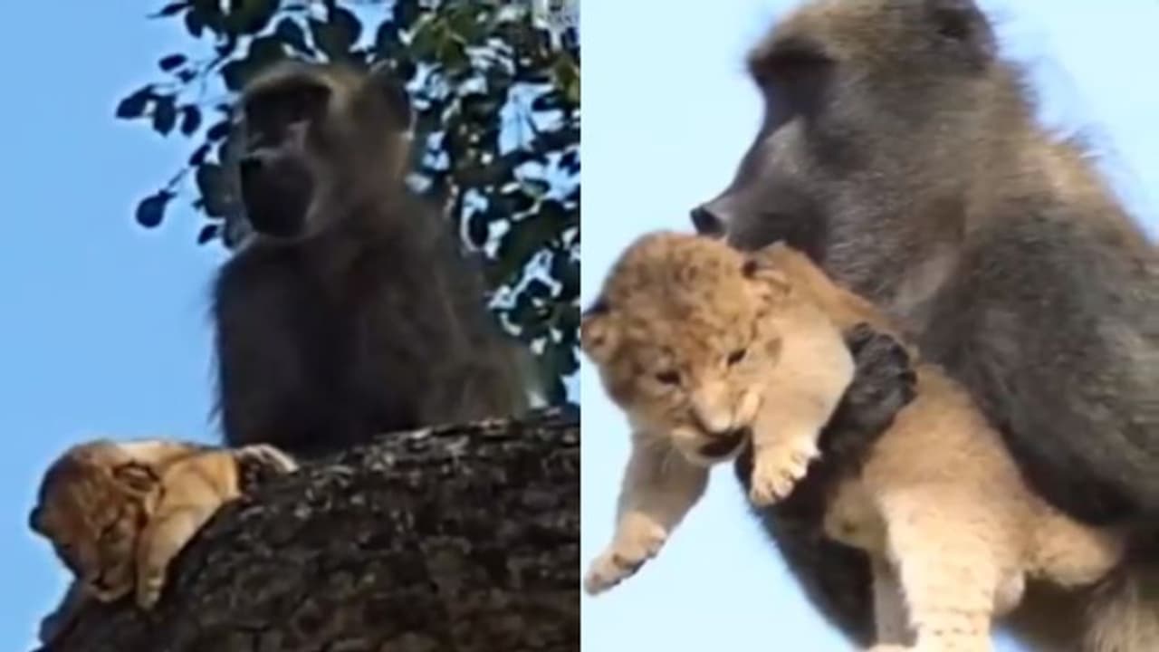 সিংহ শাবককে আগলে এক বেবুন, মাতৃত্বের এই ছোঁয়ায় বুঁদ নেট দুনিয়া