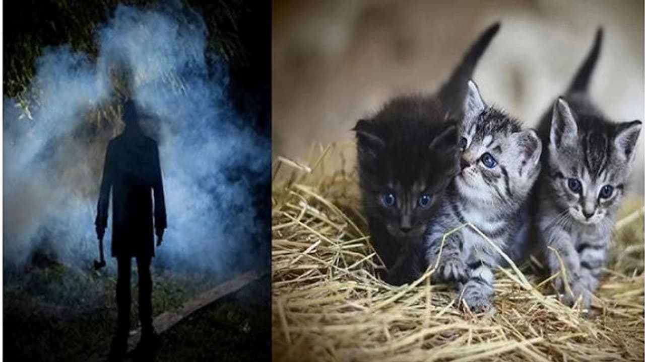 बिल्लियों के खून का प्यासा था शख्स बिल्लियों के खून का प्यासा था शख्स