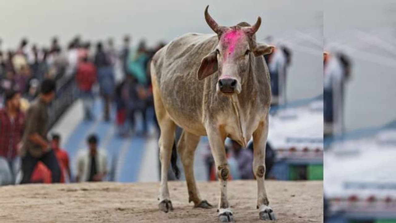 'ഗോമൂത്രത്തിന് ഗുണമില്ല, ഗവേഷണം അനാവശ്യ ധൂര്ത്ത്'; കേന്ദ്ര സര്ക്കാരിനോട് അപേക്ഷയുമായി ശാസ്ത്രജ്ഞര് 'ഗോമൂത്രത്തിന് ഗുണമില്ല, ഗവേഷണം അനാവശ്യ ധൂര്ത്ത്'; കേന്ദ്ര സര്ക്കാരിനോട് അപേക്ഷയുമായി ശാസ്ത്രജ്ഞര്