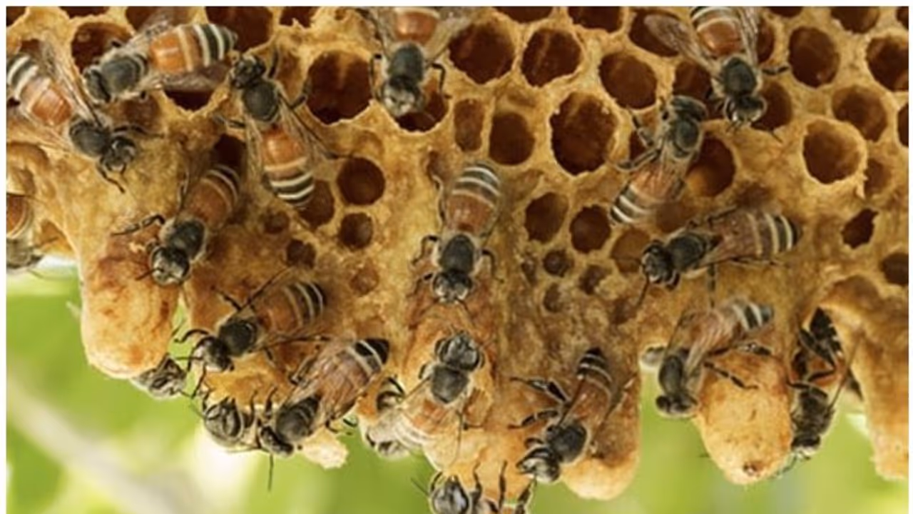 കാട്ടുതേനീച്ചയുടെ കുത്തേറ്റ് ഒരാൾ മരിച്ചു കാട്ടുതേനീച്ചയുടെ കുത്തേറ്റ് ഒരാൾ മരിച്ചു