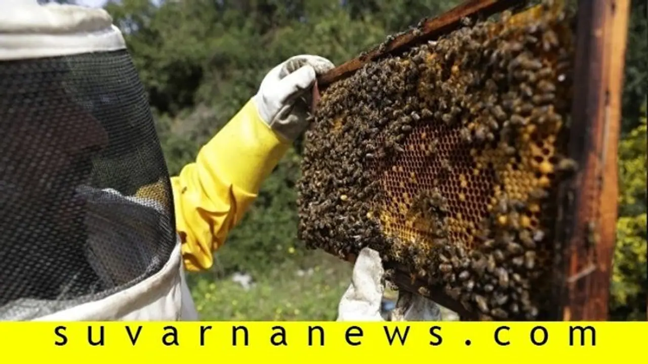 ಇಳುವರಿ ಹೆಚ್ಚಾಗ್ಬೇಕಾ..? ಜೇನು ಸಾಕಿ, ಒಂದೇ ಕೆಲಸದಲ್ಲಿ ಎರಡು ಲಾಭ