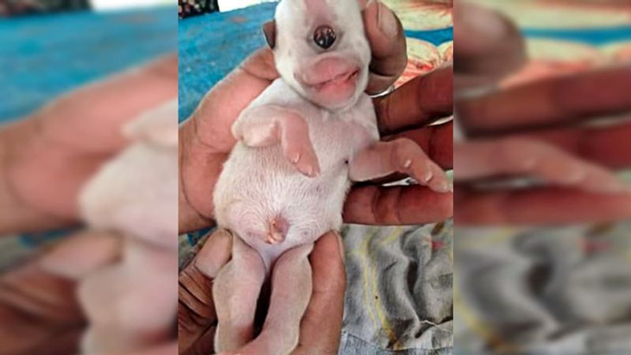 জন্ম নিল একচোখওয়ালা কুকুরছানা, তাকে নিয়েই মেতে নেটিজেনরা