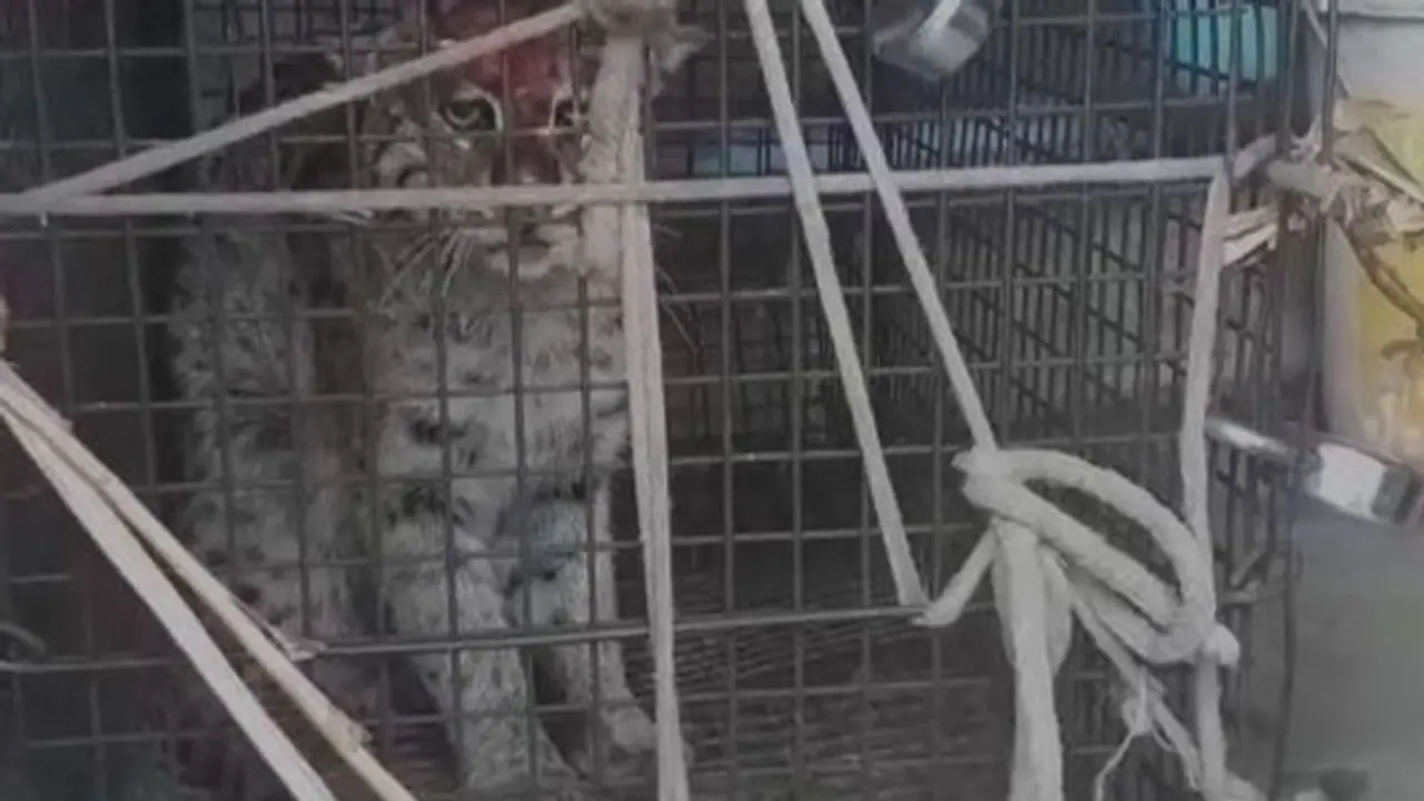 ফের বাঘ বলে গুজব, খাঁচায় বন্দী বাঘরোল ফের বাঘ বলে গুজব, খাঁচায় বন্দী বাঘরোল