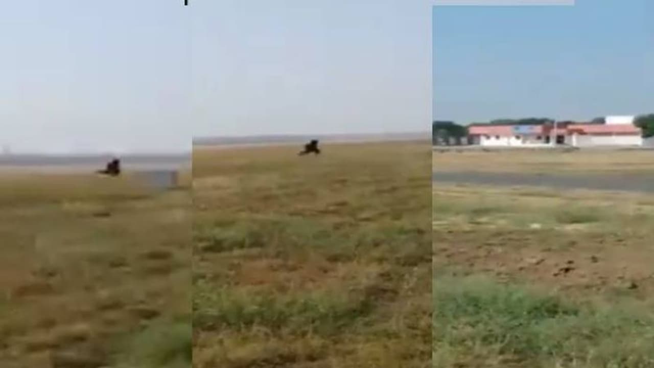 കുരങ്ങന്മാരെ ഓടിക്കാൻ കരടിയുടെ വേഷമണിഞ്ഞ് എയർപോർട്ട് ജീവനക്കാർ വീഡിയോ കുരങ്ങന്മാരെ ഓടിക്കാൻ കരടിയുടെ വേഷമണിഞ്ഞ് എയർപോർട്ട് ജീവനക്കാർ വീഡിയോ