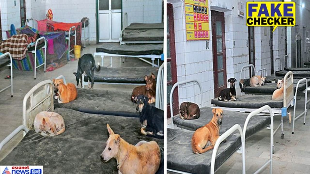 अस्पताल में बेड पर आराम फरमाते दिखे कुत्ते; धड़ाधड़ वायरल हो रही है ये फोटो, जानिए आखिर क्यों? अस्पताल में बेड पर आराम फरमाते दिखे कुत्ते; धड़ाधड़ वायरल हो रही है ये फोटो, जानिए आखिर क्यों?