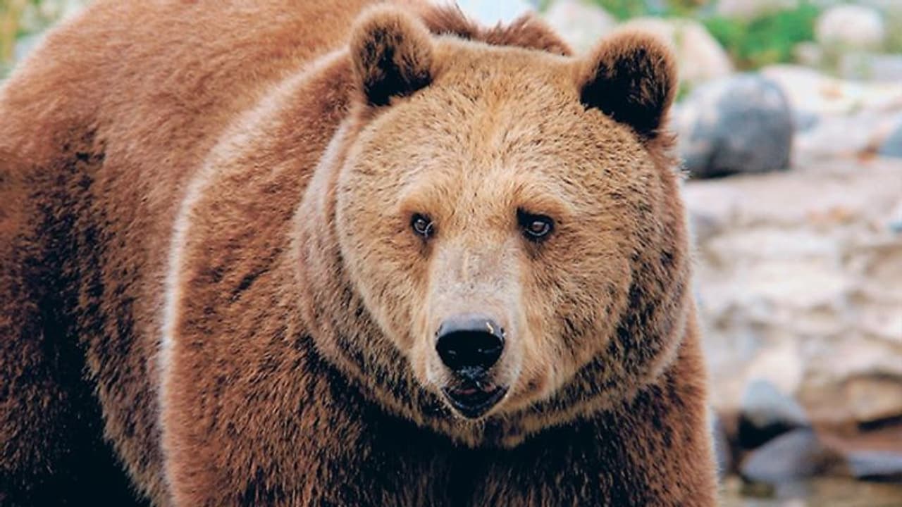 Stock Market Tips: జస్ట్ 9 సెషన్లలో 11 లక్షల కోట్లు హుష్ కాకి, రేపటి మార్కెట్లో ఇన్వెస్టర్లు ఏం చేయాలి..? Stock Market Tips: జస్ట్ 9 సెషన్లలో 11 లక్షల కోట్లు హుష్ కాకి, రేపటి మార్కెట్లో ఇన్వెస్టర్లు ఏం చేయాలి..?