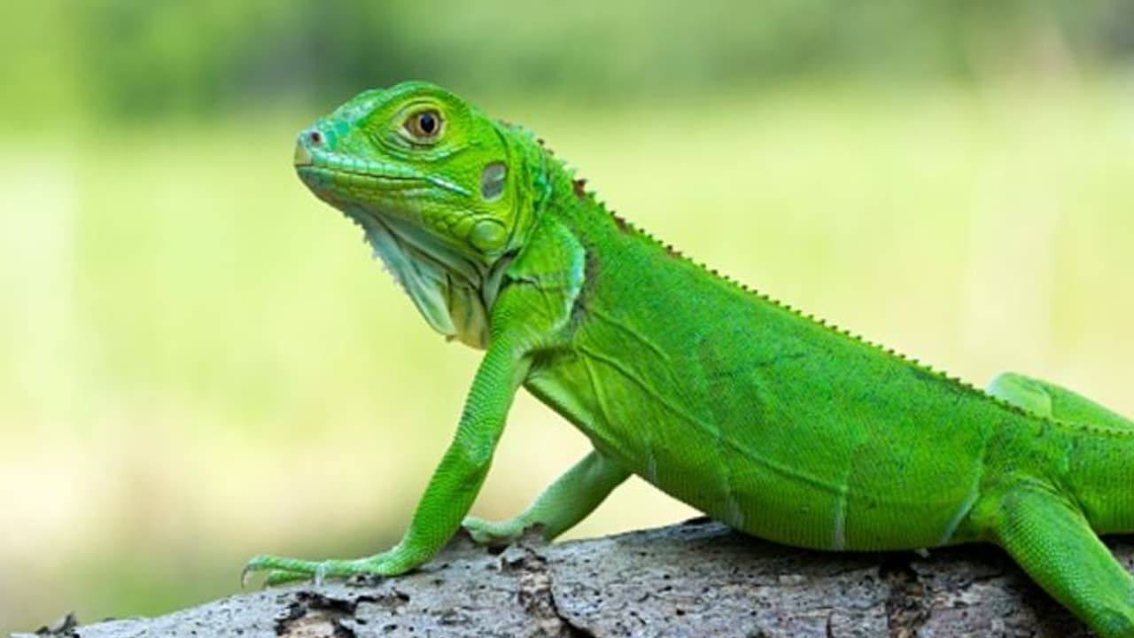 নিউটাউন থেকে উদ্ধার ২টি বড় মাপের তক্ষক, গ্রেফতার ১