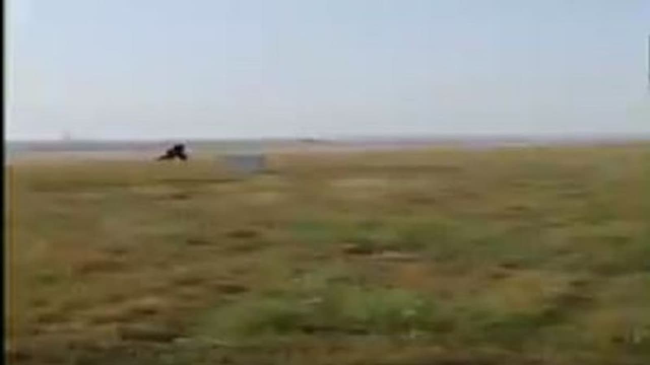 ಮಂಗ ಓಡಿಸಲು ಕರಡಿಯಾದ ವಿಮಾನ ನಿಲ್ದಾಣ ಸಿಬ್ಬಂದಿ! ಮಂಗ ಓಡಿಸಲು ಕರಡಿಯಾದ ವಿಮಾನ ನಿಲ್ದಾಣ ಸಿಬ್ಬಂದಿ!