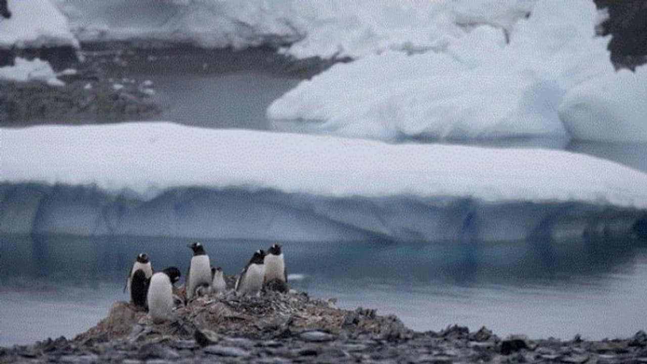 এবারের গ্রীষ্মে রেকর্ড গড়ল অ্যান্টার্কটিকা, সর্বোচ্চ তাপমাত্রা পৌঁছল ১৮,৩ ডিগ্রি সেলসিয়াসে এবারের গ্রীষ্মে রেকর্ড গড়ল অ্যান্টার্কটিকা, সর্বোচ্চ তাপমাত্রা পৌঁছল ১৮,৩ ডিগ্রি সেলসিয়াসে