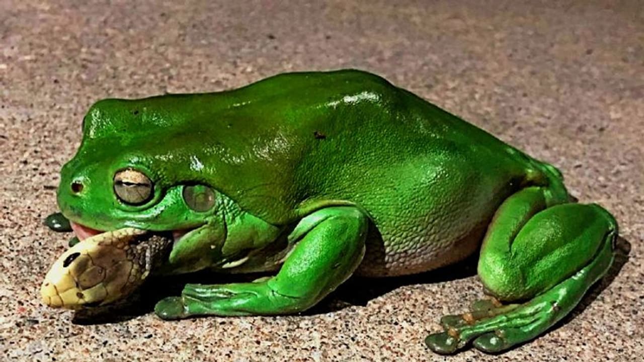 সবুজ গেছো ব্যাঙ নাকি স্বয়ং নীলকন্ঠ, ছোবল খেয়েও হজম করল মারাত্মক বিষাক্ত সাপ