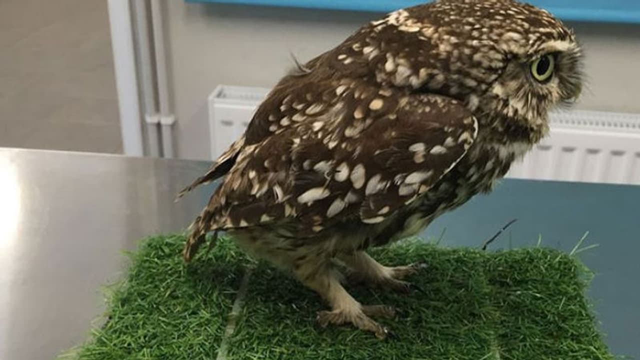 പറക്കാനാകാതെ നിരാശയായി മൂങ്ങപ്പെണ്ണ്; പിന്നെ കഥ 'വേറെ ലെവല്' ആയി... പറക്കാനാകാതെ നിരാശയായി മൂങ്ങപ്പെണ്ണ്; പിന്നെ കഥ 'വേറെ ലെവല്' ആയി...