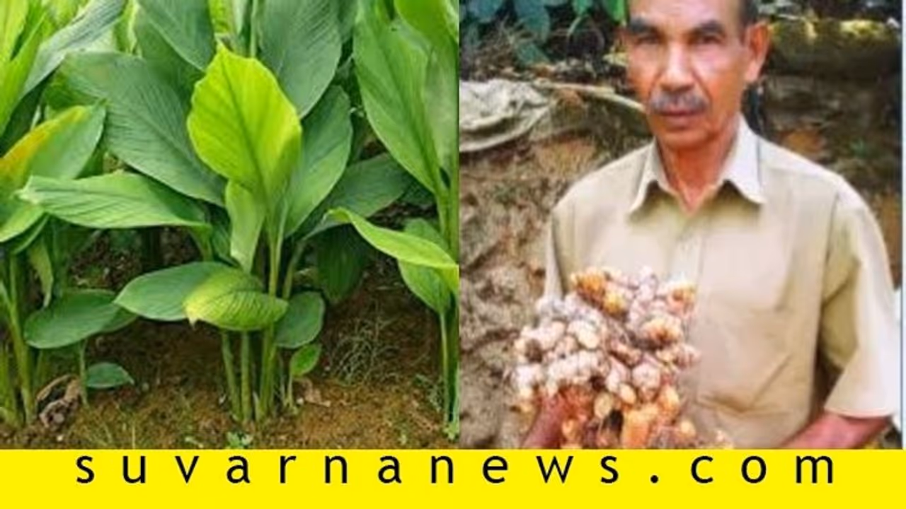 ಒಂದೇ ಬುಡದಲ್ಲಿ 5 ಕೆಜಿ ಅರಶಿನ..! ಒಂದೇ ಬುಡದಲ್ಲಿ 5 ಕೆಜಿ ಅರಶಿನ..!