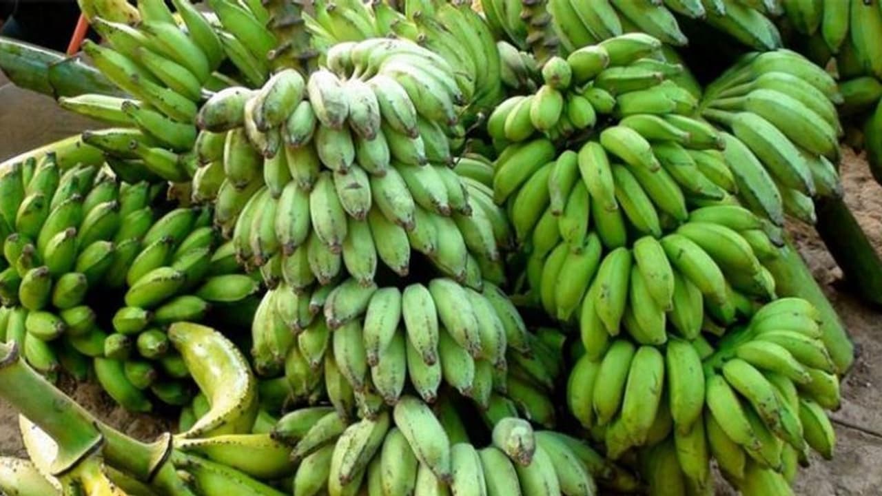 വാഴക്കുല മോഷ്ടാക്കള്‍ സജീവമാകുന്നു; വലഞ്ഞ് കര്‍ഷകര്‍