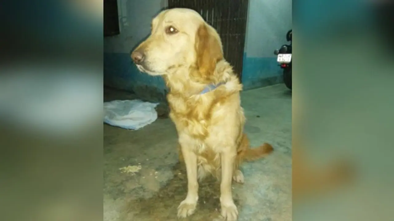 অনাথ হল ছোট্ট মেঘনা, স্ত্রীকে খুন করে গ্রেফতার তার বাবা অনাথ হল ছোট্ট মেঘনা, স্ত্রীকে খুন করে গ্রেফতার তার বাবা