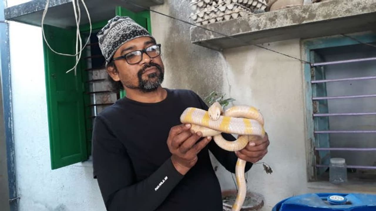 কালোর বদলে গায়ে সাদা রং, বিরল শাঁখামুটিকে জঙ্গলে ফেরানোর চেষ্টায় চন্দন কালোর বদলে গায়ে সাদা রং, বিরল শাঁখামুটিকে জঙ্গলে ফেরানোর চেষ্টায় চন্দন