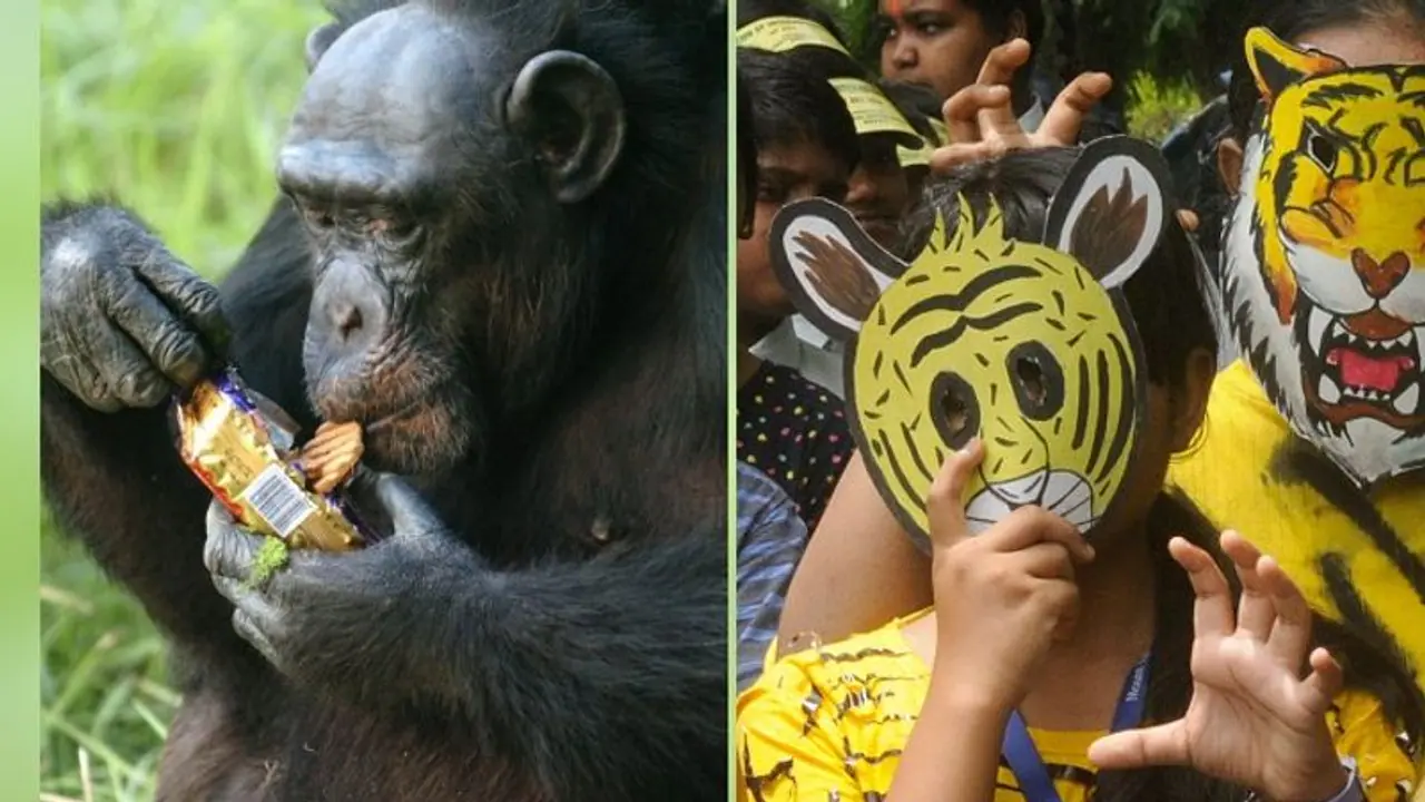 চিড়িয়াখানার জন্তুরা এবার দাঁড়িয়ে দেবে পোজ, বাঘ সিংহ শিম্পাঞ্জিরা ফেসবুক লাইভে চিড়িয়াখানার জন্তুরা এবার দাঁড়িয়ে দেবে পোজ, বাঘ সিংহ শিম্পাঞ্জিরা ফেসবুক লাইভে