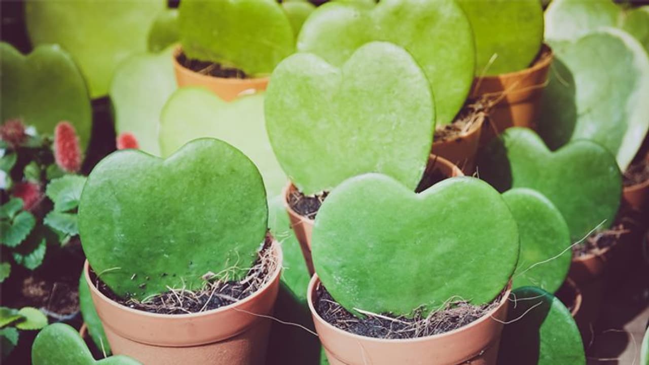 'വാലന്റൈന് ചെടി' വീട്ടില് വളര്ത്താം; മെഴുകുപൂക്കളില് പ്രണയസന്ദേശമയക്കാം 'വാലന്റൈന് ചെടി' വീട്ടില് വളര്ത്താം; മെഴുകുപൂക്കളില് പ്രണയസന്ദേശമയക്കാം