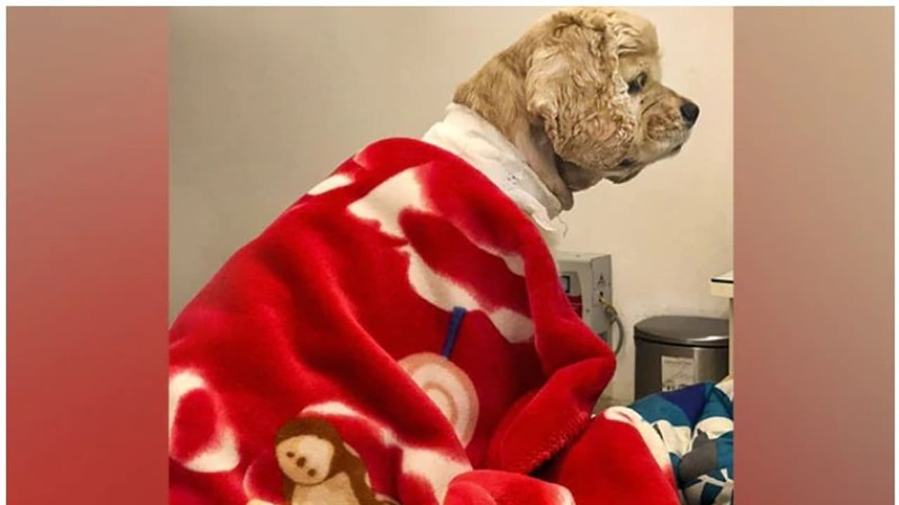 ഖുഷി, ഇന്ത്യയിലാദ്യമായി പേസ്മേക്കർ ഘടിപ്പിച്ച നായ ഇവനാണ്... ഖുഷി, ഇന്ത്യയിലാദ്യമായി പേസ്മേക്കർ ഘടിപ്പിച്ച നായ ഇവനാണ്...