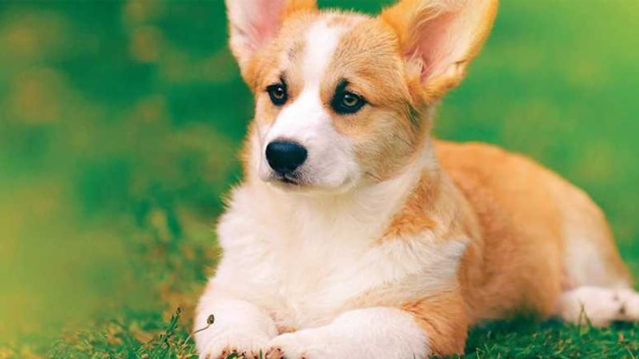 മകനുമായി നിരന്തരം വഴക്ക്; സ്വത്ത് വളര്‍ത്തുപട്ടിയുടെ പേരില്‍ എഴുതിവച്ച് അച്ഛന്‍