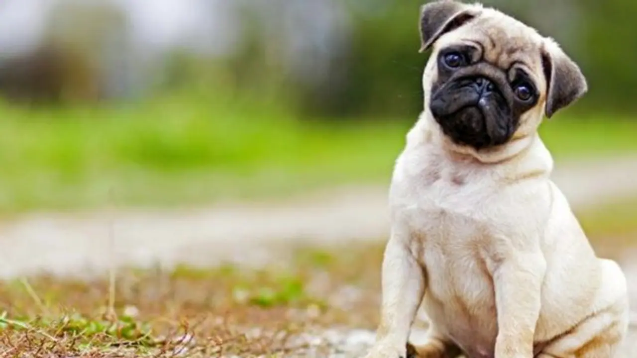 আপনার প্রিয় কুকুর কি প্রায় থাবা চাটে, তাহলে এখন থেকেই সাবধান হয়ে যান আপনার প্রিয় কুকুর কি প্রায় থাবা চাটে, তাহলে এখন থেকেই সাবধান হয়ে যান