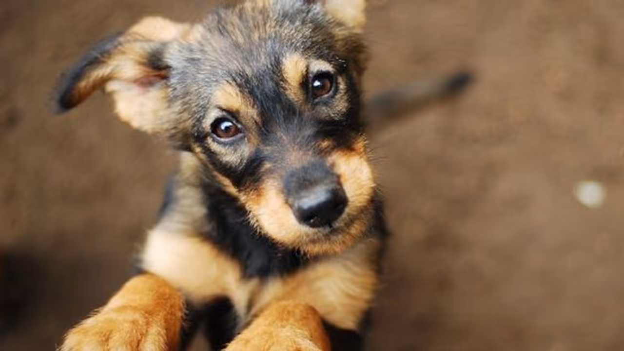 আদরের পোষ্য রয়েছে? ভুলেও বাড়িতে এই গাছ লাগাবেন না