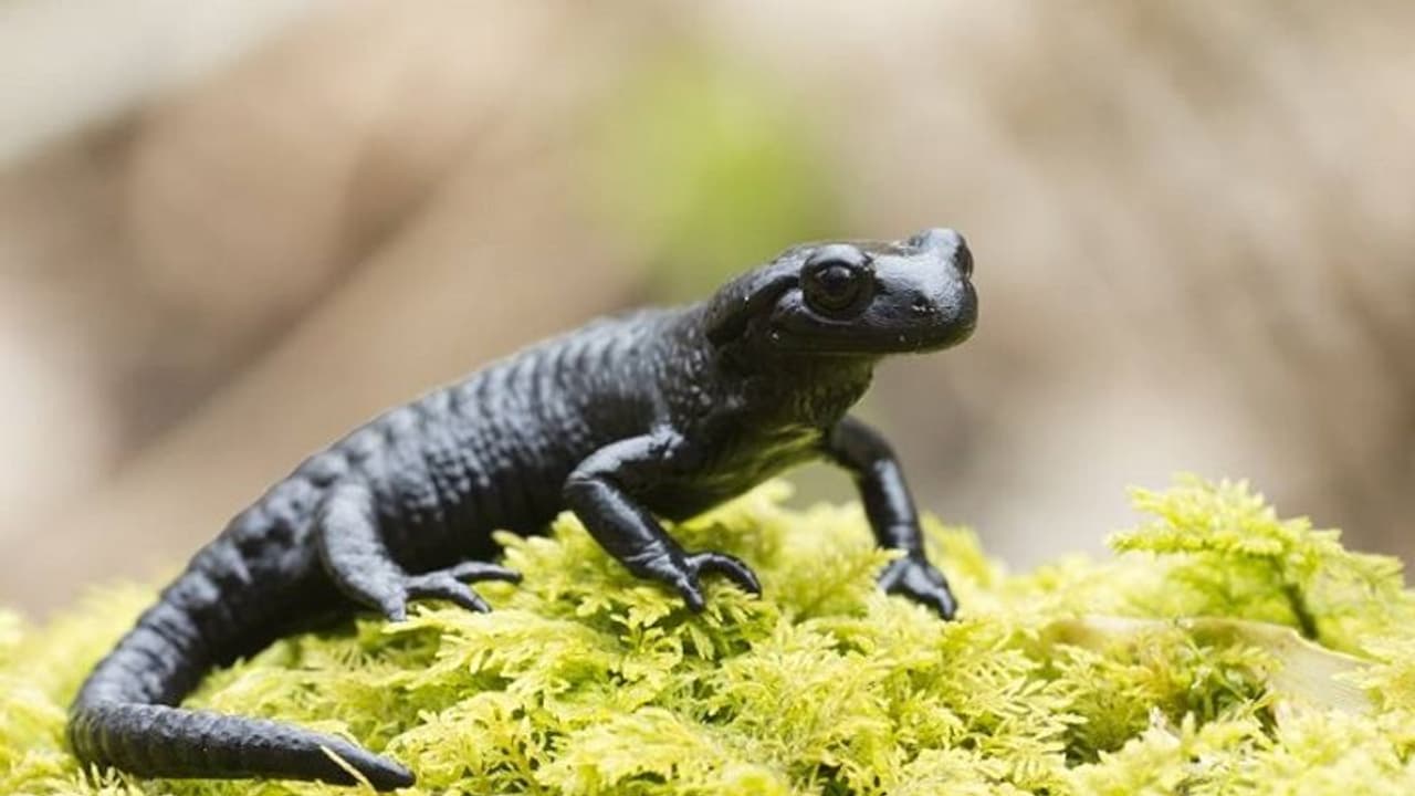 कई सालों तक बिना कुछ खाए जिंदा रह सकता है ये दुर्लभ जीव, एक ही जगह पर रहता है पड़ा कई सालों तक बिना कुछ खाए जिंदा रह सकता है ये दुर्लभ जीव, एक ही जगह पर रहता है पड़ा