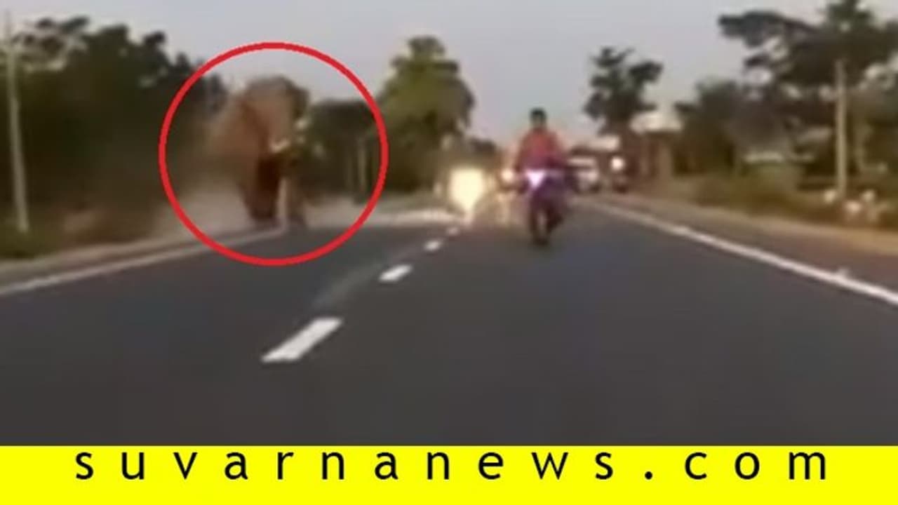 ಬೈಕ್ ಸವಾರನ ಬೆನ್ನತ್ತಿದ ಆನೆ: ಕೊಂಚ ಯಾಮಾರಿದ್ರೂ ಯಮನ ಪಾದ ಸೇರ್ತಿದ್ದ! ಬೈಕ್ ಸವಾರನ ಬೆನ್ನತ್ತಿದ ಆನೆ: ಕೊಂಚ ಯಾಮಾರಿದ್ರೂ ಯಮನ ಪಾದ ಸೇರ್ತಿದ್ದ!